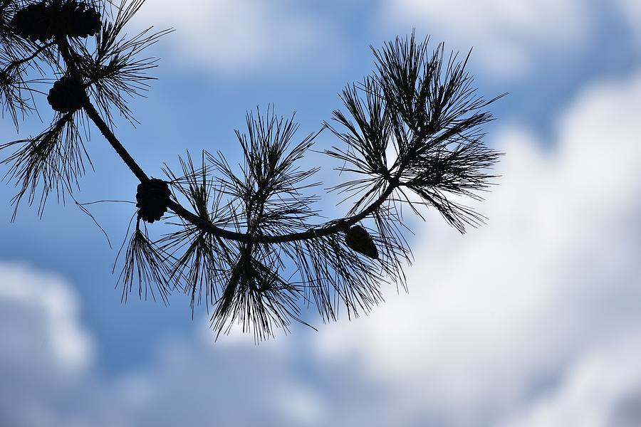 Pine Tree Branch Silhouette Photograph by Linda Brody