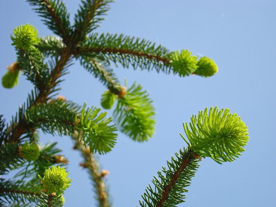 Tree Photograph - Pine Tree Branches art prints Blue Sky Botanical Baslee Troutman by Patti Baslee