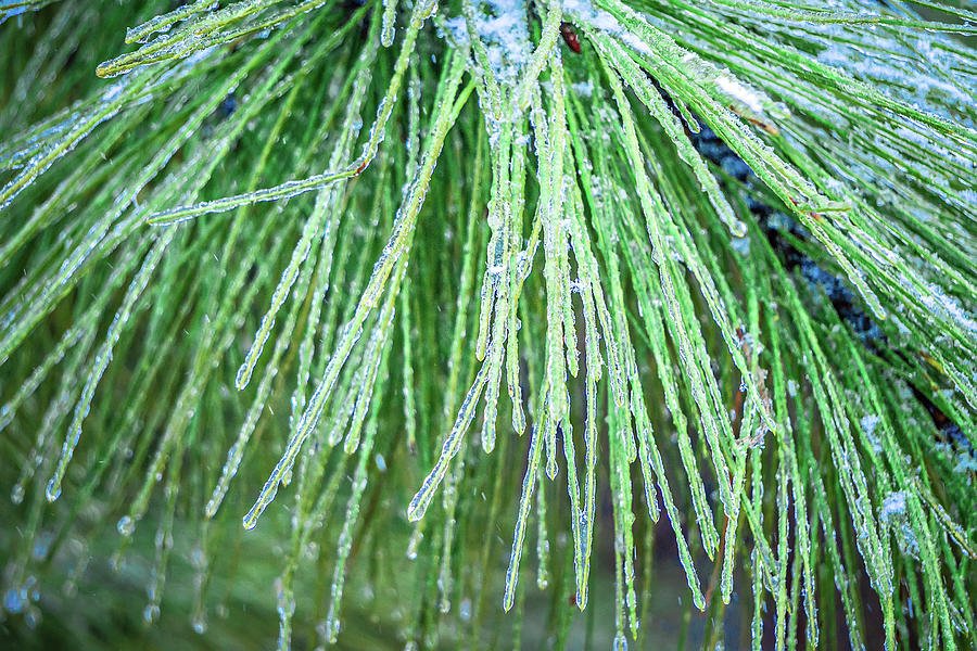 Pine Tree Branches Covered In Ice Photograph by Alex Grichenko