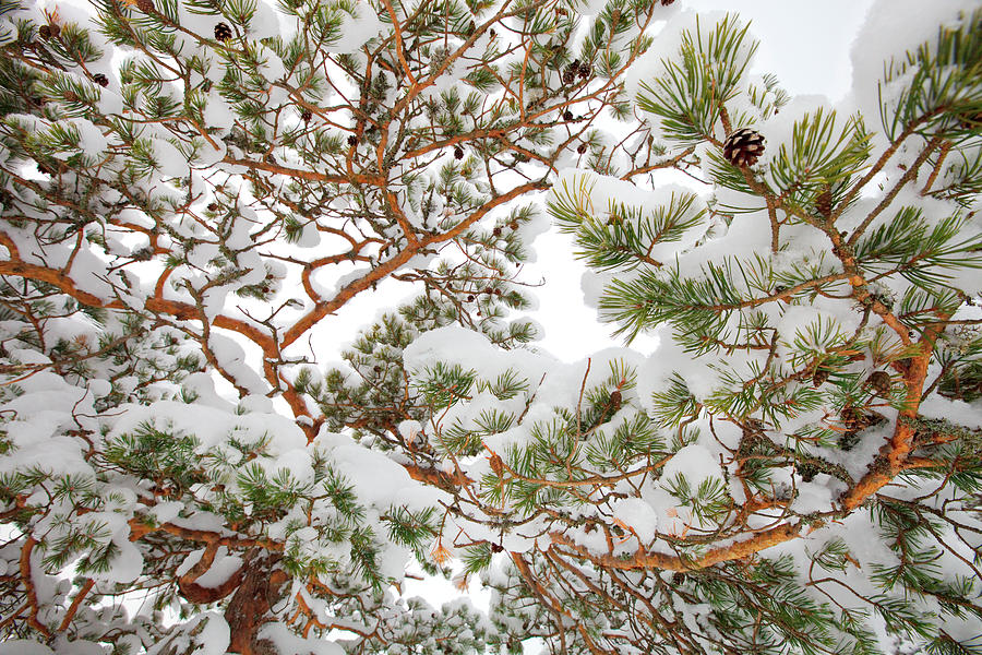 Pine Tree Branches Covered With Snow Photograph