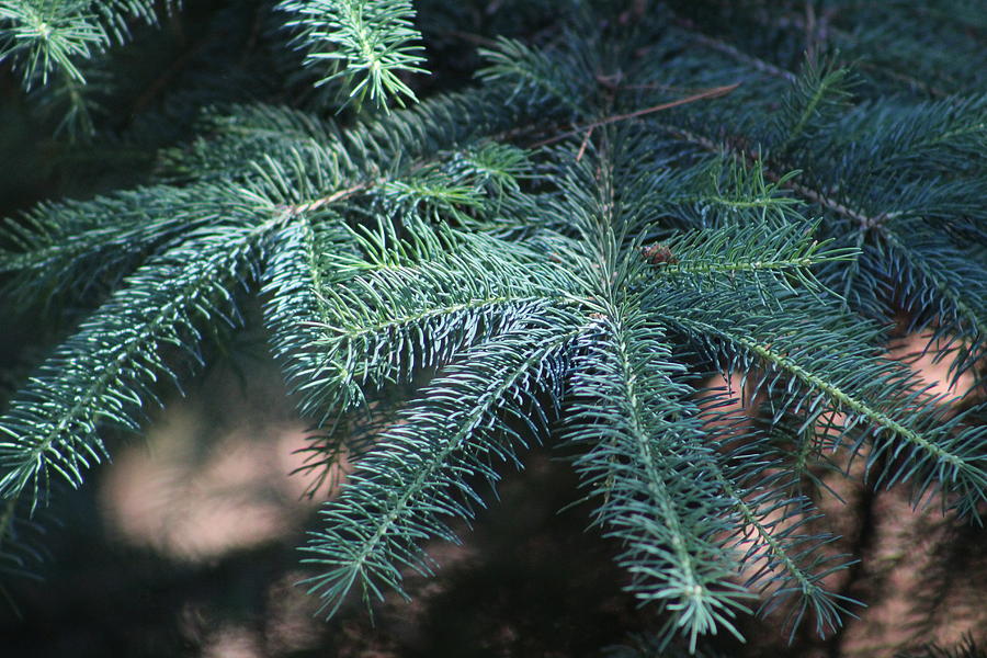 Pine Tree Close Up Photograph By Kimberly Wood - Fine Art America