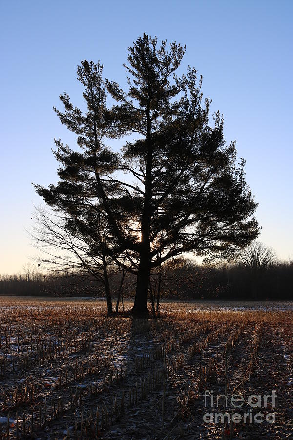 Pine Tree Photograph by Erick Schmidt