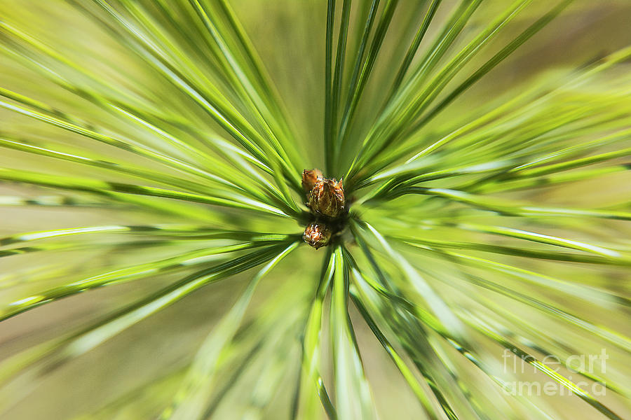 Spring Photograph - Pine Tree Fascicle by Steve Somerville