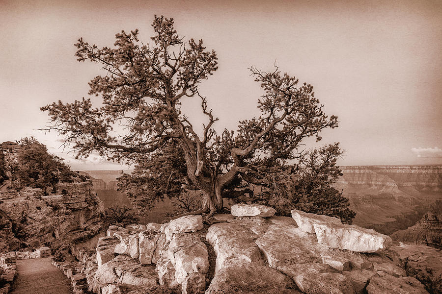 Pine Tree Grand Canyon Monotone 7R2_DSC1823_08142017 Photograph by Greg Kluempers