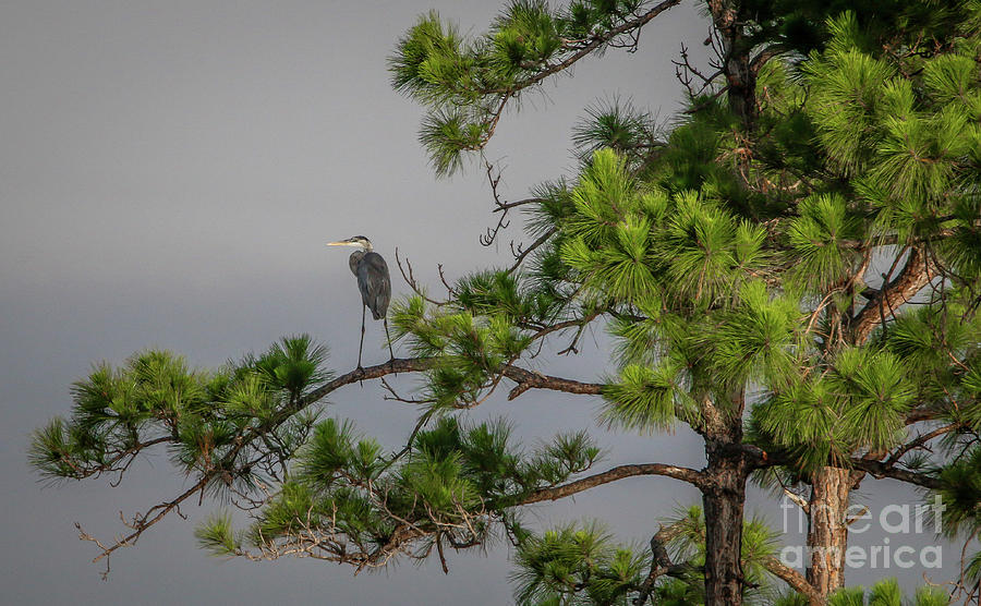 Pine Tree Heron Photograph by Tom Claud