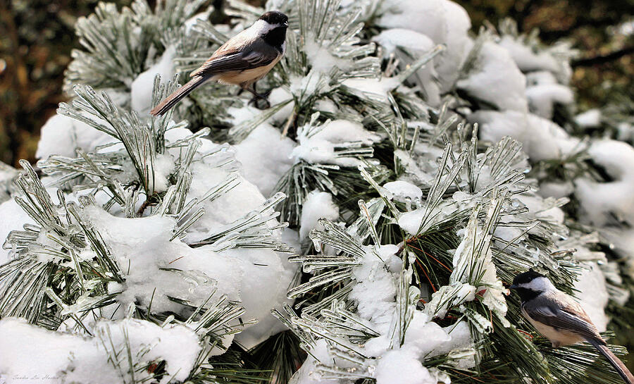 Pine Tree Ice and Black-capped Chickadees Photograph by Sandra Huston
