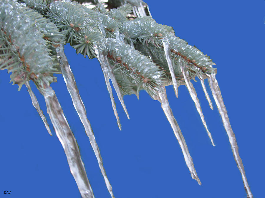 icicles on trees