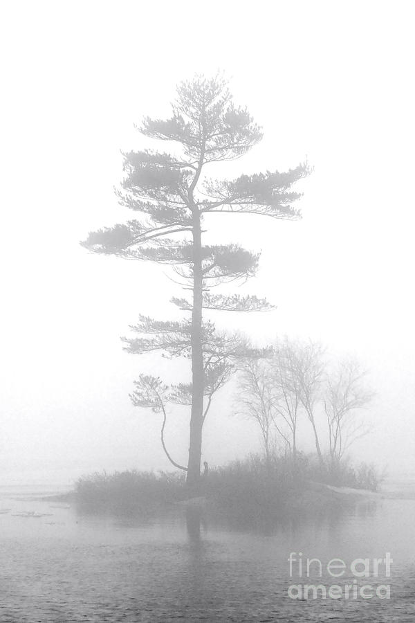 Pine Tree in Heavy Fog Photograph by Olivier Le Queinec