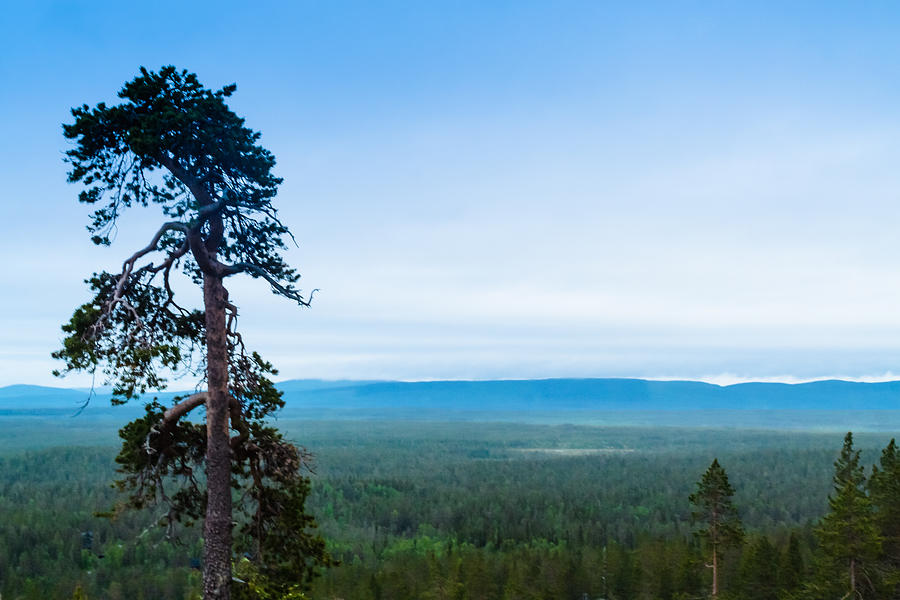 Mountain Photograph - Pine Tree In Lapland by Jukka Heinovirta