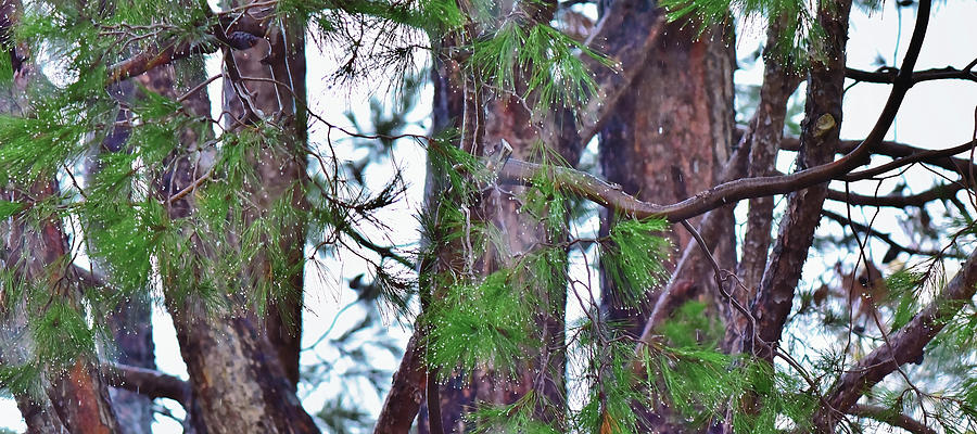 Pine Tree in Rain Abstract II Photograph by Linda Brody