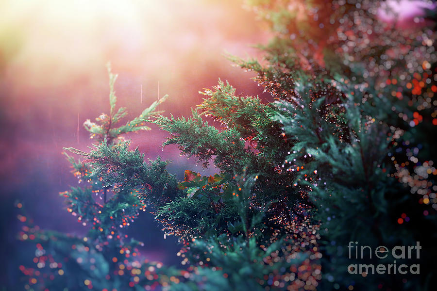 Pine tree in sunset light Photograph by Anna Om