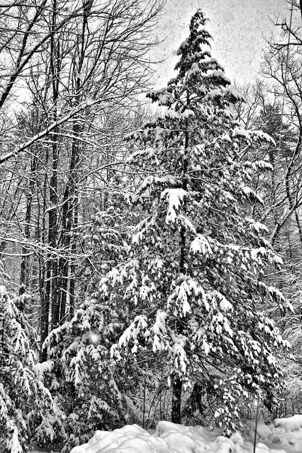 Pine Tree in the Snow Photograph by Edward Myers