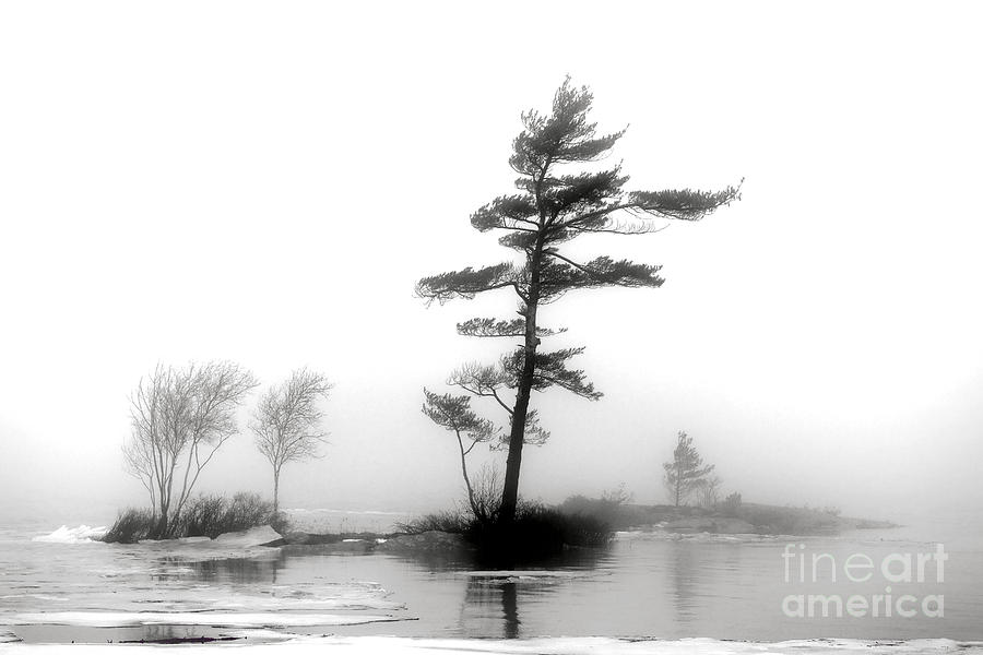 Pine Tree in Winter Fog Photograph by Olivier Le Queinec
