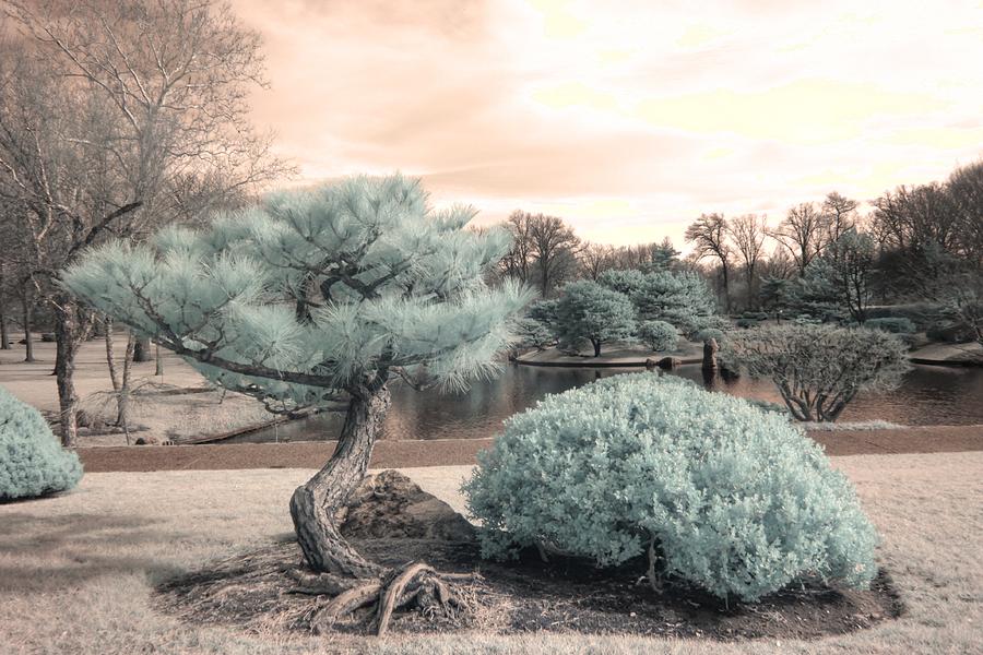 Pine Tree Infrared Missouri Botanical Garden  Photograph by Jane Linders