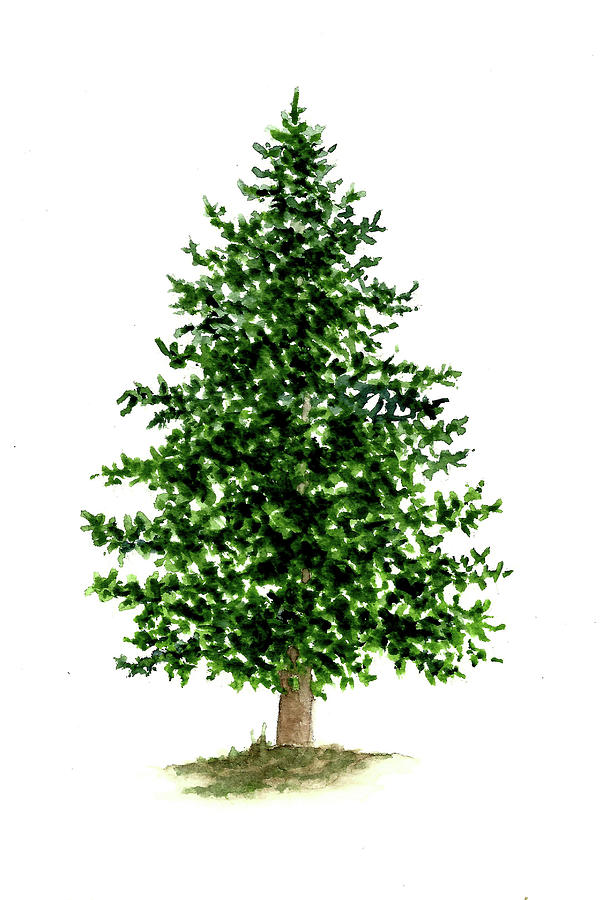 Christmas Painting - Pine Tree by Michael Vigliotti