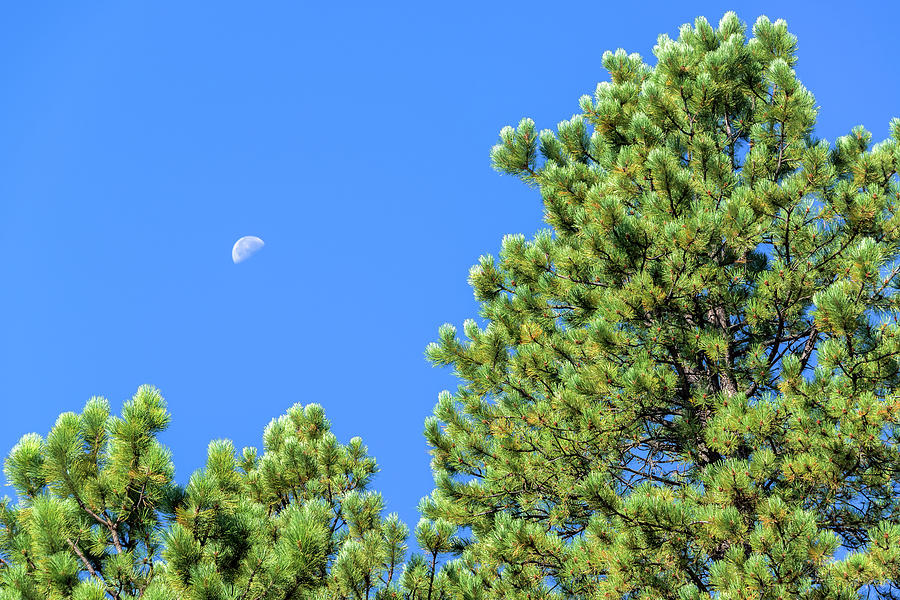 Pine Tree Moon Photograph by Jess Kraft