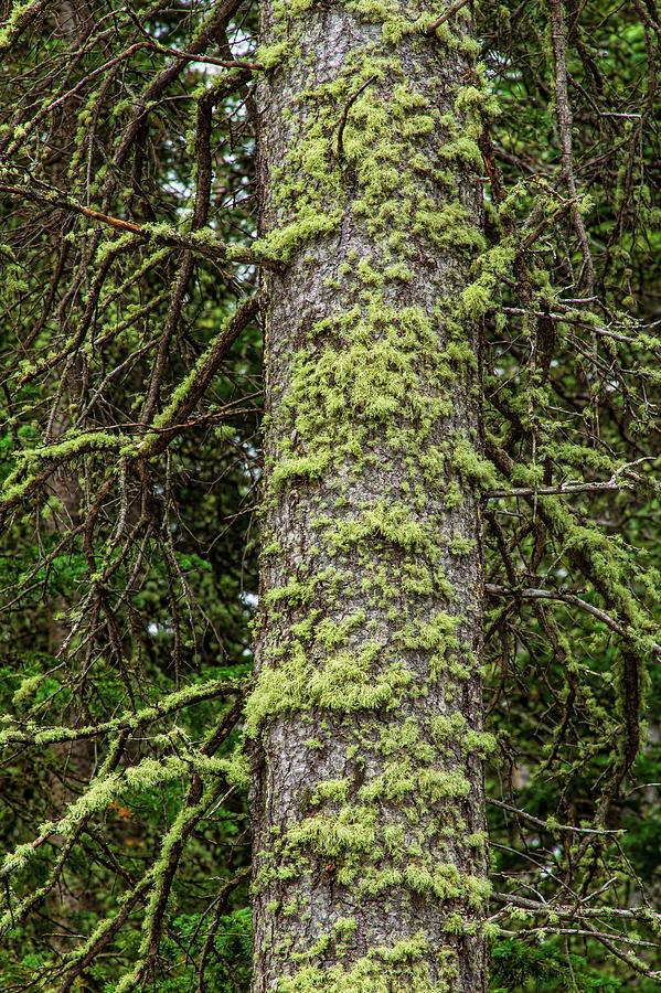 Pine Tree Moss Photograph