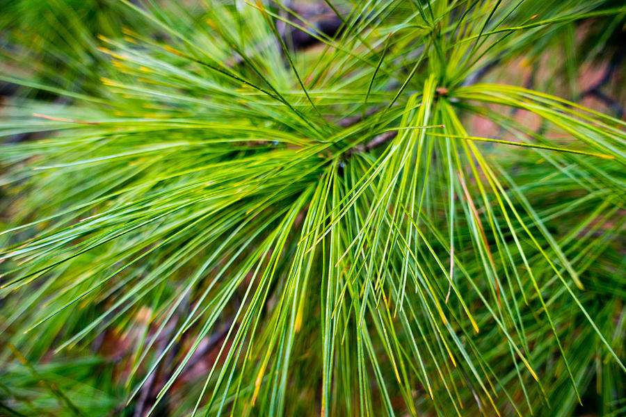 Pine Tree Needles Photograph by SR Green