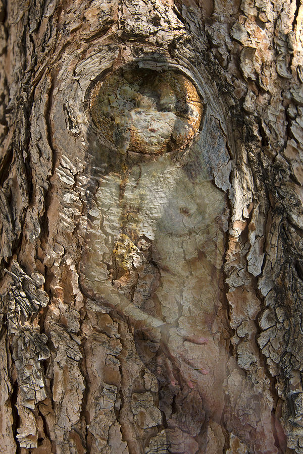 Pine Tree Nymph Photograph by Richard Henne
