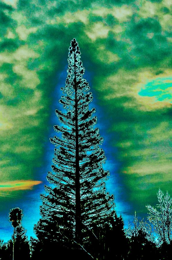 Pine Tree of Aura Light Photograph by Peggy Leyva Conley | Fine Art America