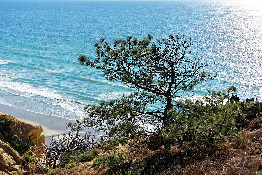 Pine tree on coast Photograph by Peter Ponzio