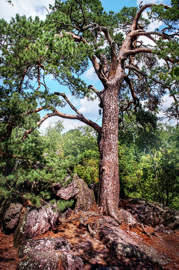 Pine Tree on Rocks Photograph by Jenny Rainbow