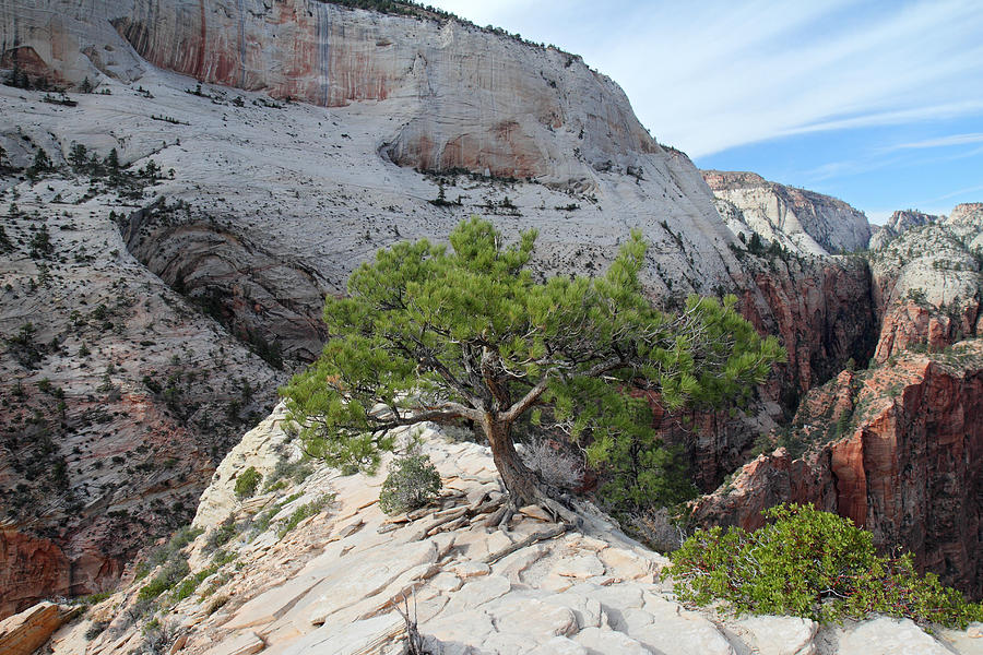 Pine Tree On Top Of Angels Landing In Zion Photograph