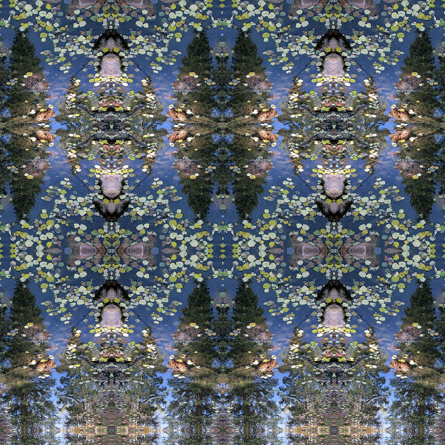Pine Tree Reflections in a Pond of Aspen Leaves Digital Art by Julia L Wright