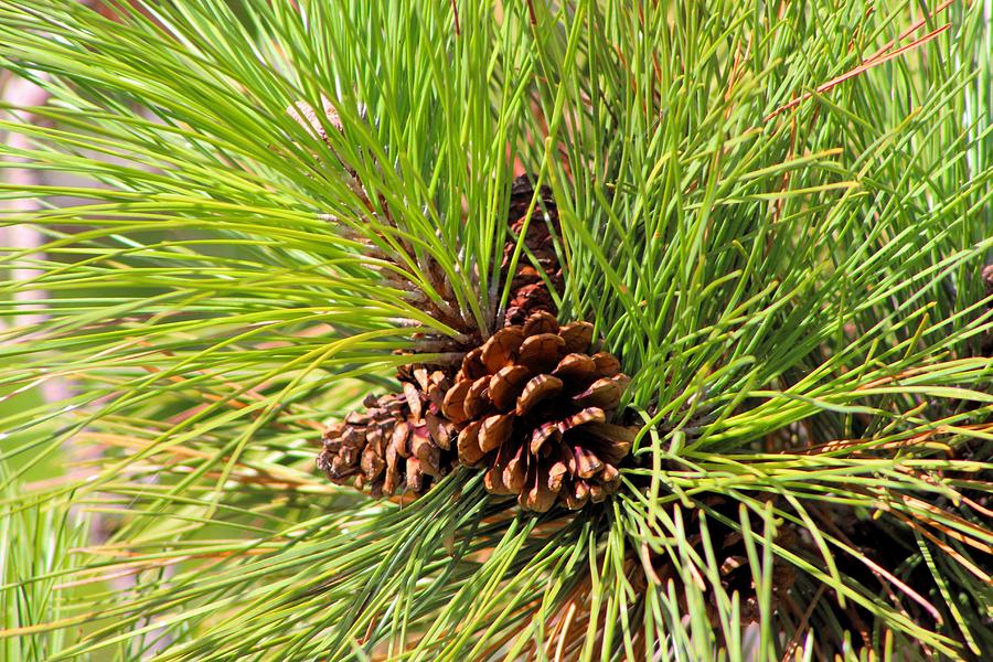 Pine Tree Photograph