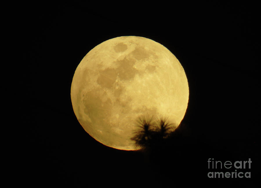 Nature Photograph - Pine Tree Silhouette Full Moon by D Hackett