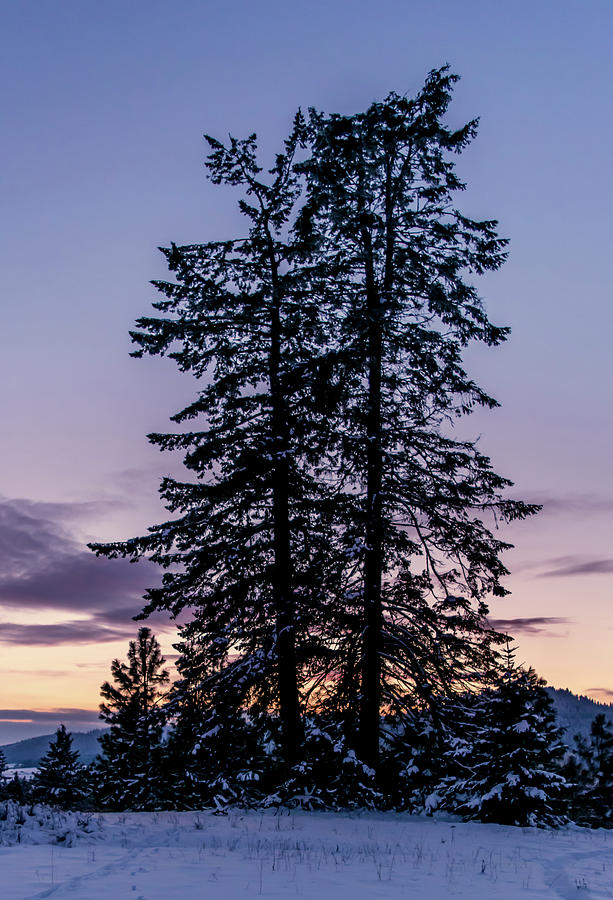 Pine Tree Silhouette    Photograph by Lester Plank
