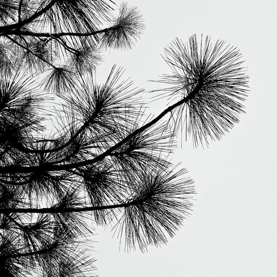 Pine Tree Silhouettes Photograph by Kirsten Giving