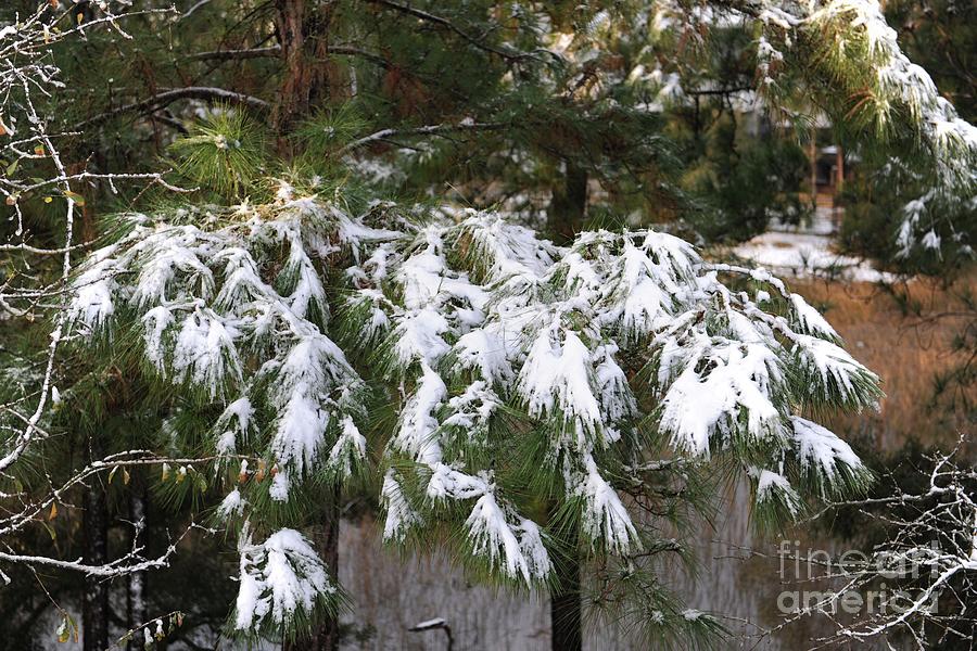 Pine Tree Snow Photograph