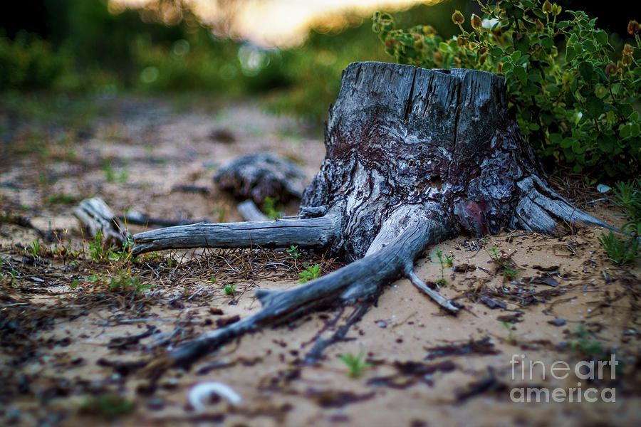 Pine Tree Stump Cadiz Bay Natural Park Spain Photograph by Pablo Avanzini