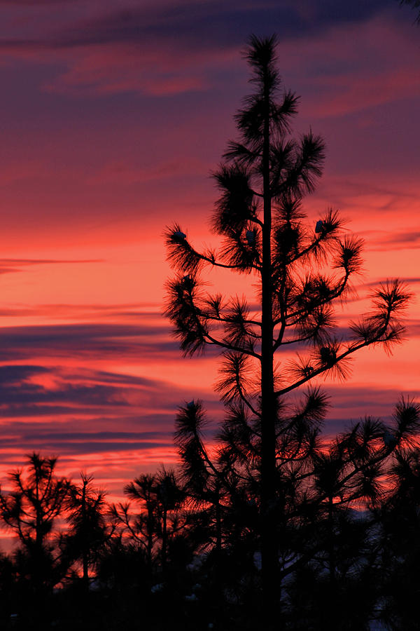 Pine Tree Sunrise Photograph by James Eddy