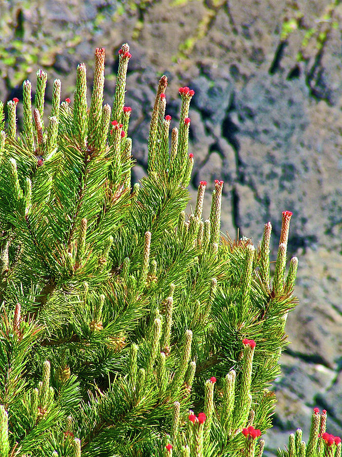 Pine Tree Tips in Yaquina Head Outstanding Natural Area in Newport, Oregon Photograph by Ruth Hager