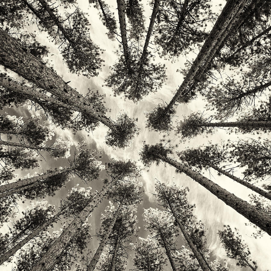 Pine Tree Vertigo - Square Sepia Photograph by Adam Pender