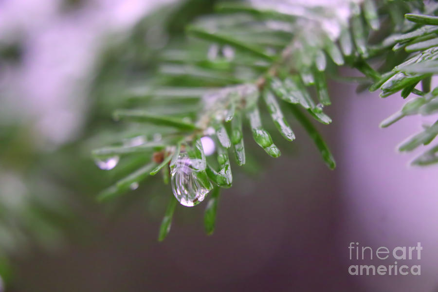 Pine Tree Water Trickle Photograph