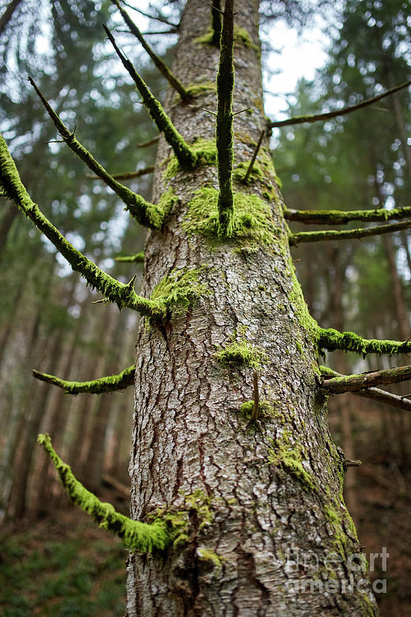 Pine tree with mossy branches Photograph by Ragnar Lothbrok