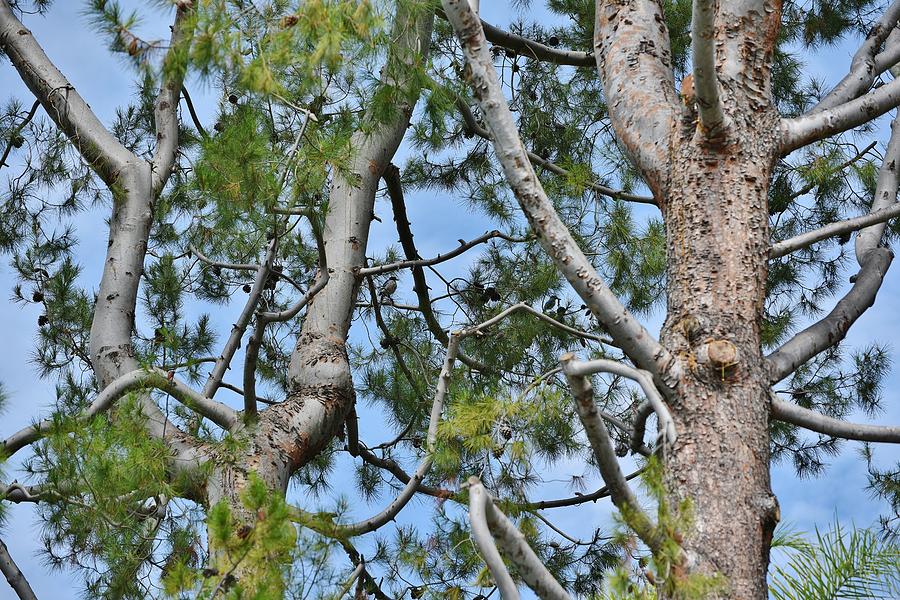 Pine Tree with Two Jays in Tree II Photograph by Linda Brody
