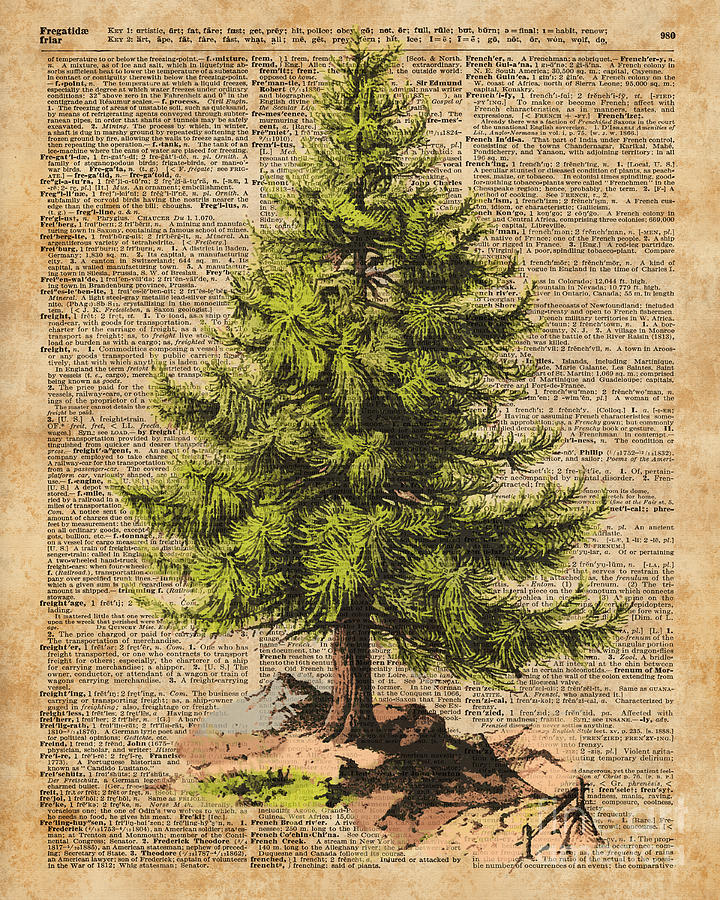 Nature Digital Art - Pine Tree,Cedar Tree,Forest,Nature Dictionary Art,Christmas Tree by Anna W