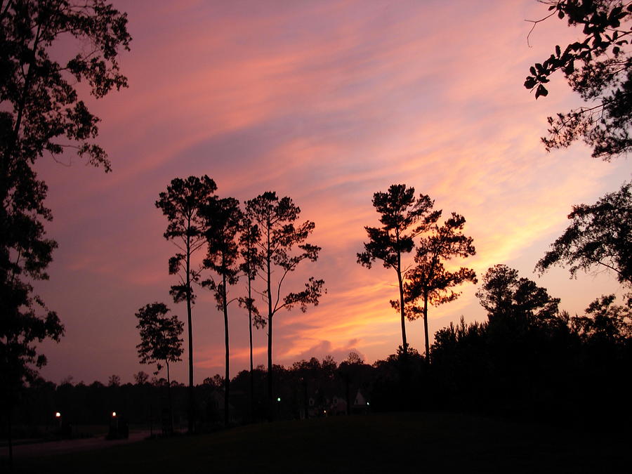 Pine Trees and Sunset Photograph by Jeanne Juhos