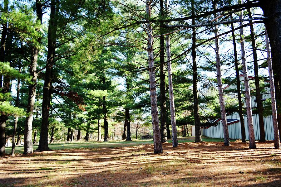 Pine Trees At Holy Cross Church Photograph