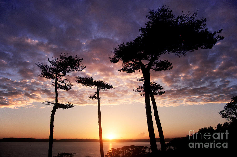 Pine Trees Photograph by Colin Woods