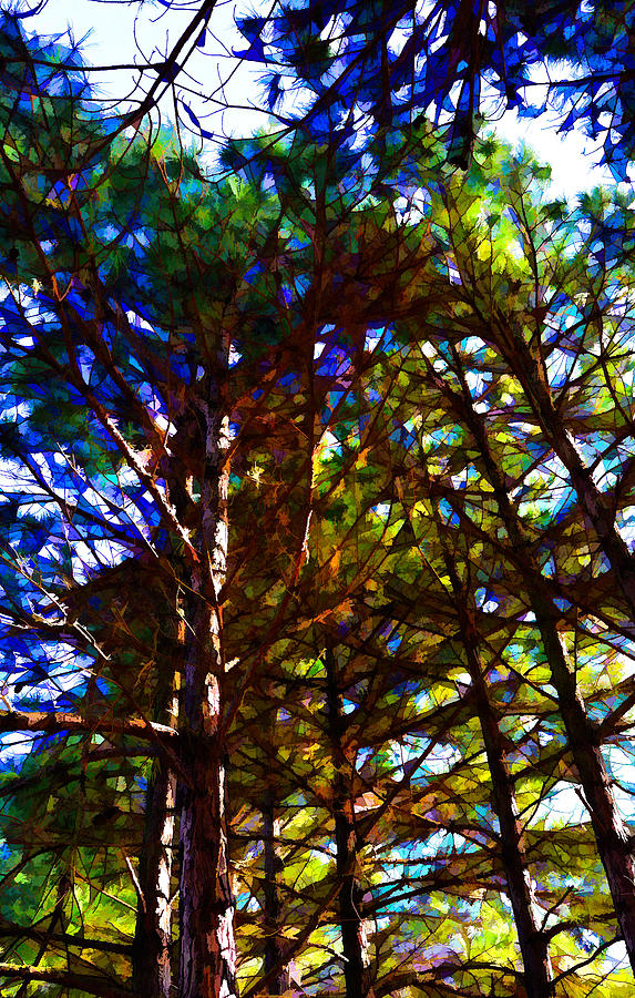 Pine Trees In Abstract 1 By Kristalin Davis Photograph
