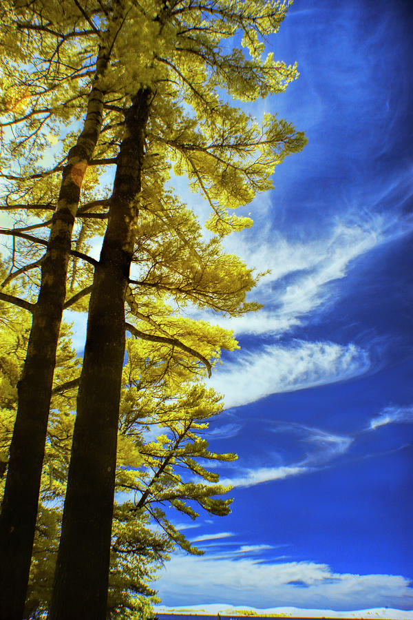 Pine Trees in Infrared at Silver Lake Photograph by Randall Nyhof