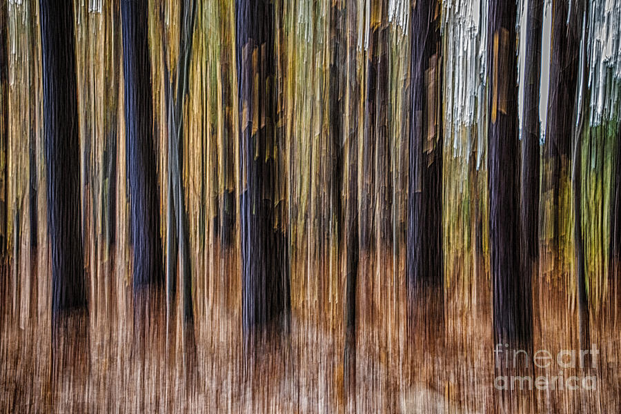 Pine Trees in Motion Photograph by Robert Anastasi