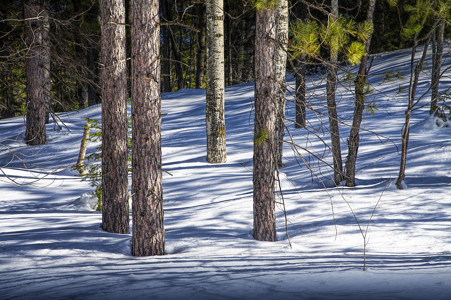 Pine Trees in the Winter Snow Photograph by Randall Nyhof