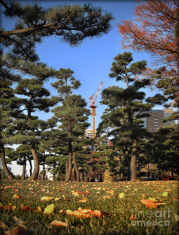 Pine Trees by Eena Bo Pine Trees by Eena Bo