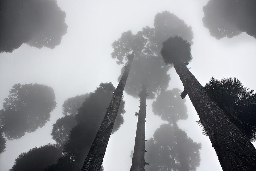 Pine Trees on Misty Morning Photograph by Nilesh Bhange